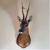 Extreem hoog gewei! Opgezette reebok kop schoudermontage